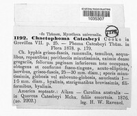 Chaetophoma catesbeyi image